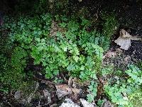 Cystopteris fragilis