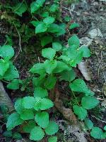 Lysimachia nemorum