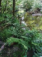 Osmunda regalis