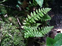 Cystopteris fragilis