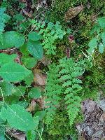 Cystopteris fragilis