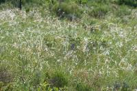 Stipa pennata