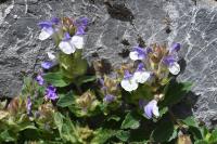 Scutellaria alpina