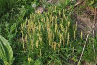 Plantago maritima subsp. serpentina