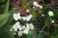 Ranunculus platanifolius