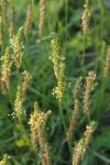 Plantago maritima subsp. serpentina