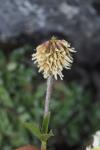 Trifolium montanum