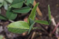 Trifolium montanum