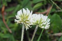 Trifolium montanum