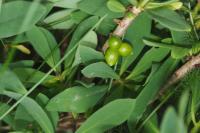 Daphne mezereum