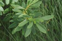 Daphne mezereum