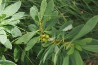 Daphne mezereum