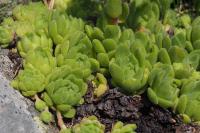 Sempervivum montanum