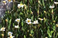 Dryas octopetala