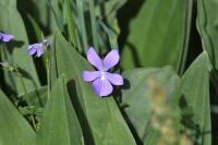 Viola cornuta