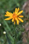 Senecio doronicum