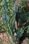 Senecio doronicum