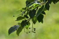 Prunus padus
