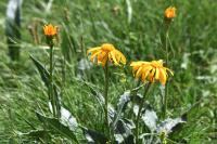 Senecio doronicum