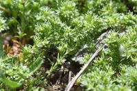 Scleranthus annuus