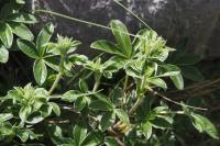 Potentilla alchimilloides