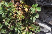Drymocallis rupestris