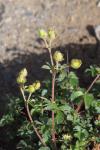 Drymocallis rupestris