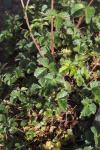 Drymocallis rupestris