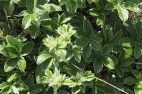 Potentilla alchimilloides
