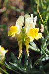 Linaria supina