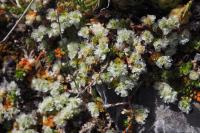 Paronychia kapela