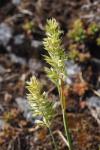 Koeleria vallesiana