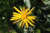 Senecio doronicum