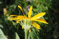 Senecio doronicum