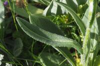 Senecio doronicum