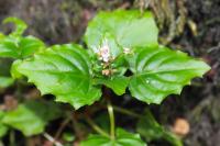 Circaea alpina