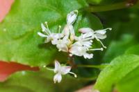 Circaea alpina