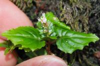 Circaea alpina