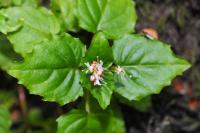 Circaea alpina