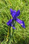 Iris latifolia