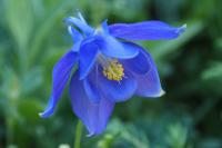 Aquilegia pyrenaica