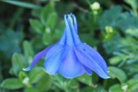 Aquilegia pyrenaica
