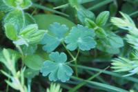 Aquilegia pyrenaica