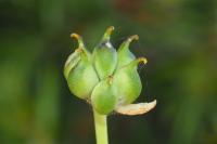 Ranunculus thora