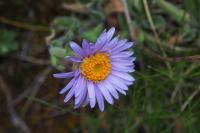 Aster alpinus