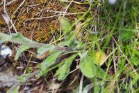 Aster alpinus