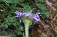 Aster alpinus