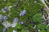 Globularia repens
