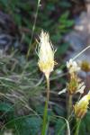 Dryas octopetala