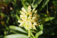 Betonica alopecuros